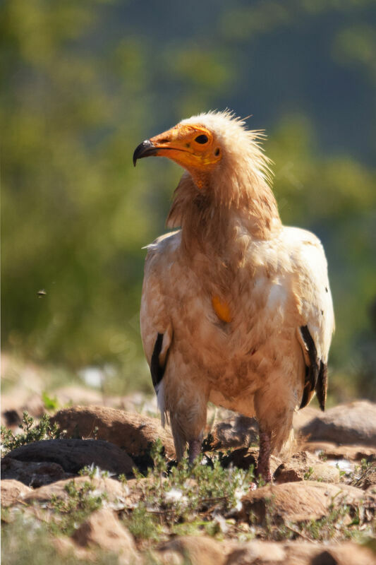 Egyptian Vultureadult