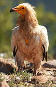 Egyptian Vulture