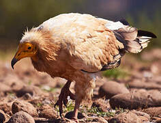 Egyptian Vulture