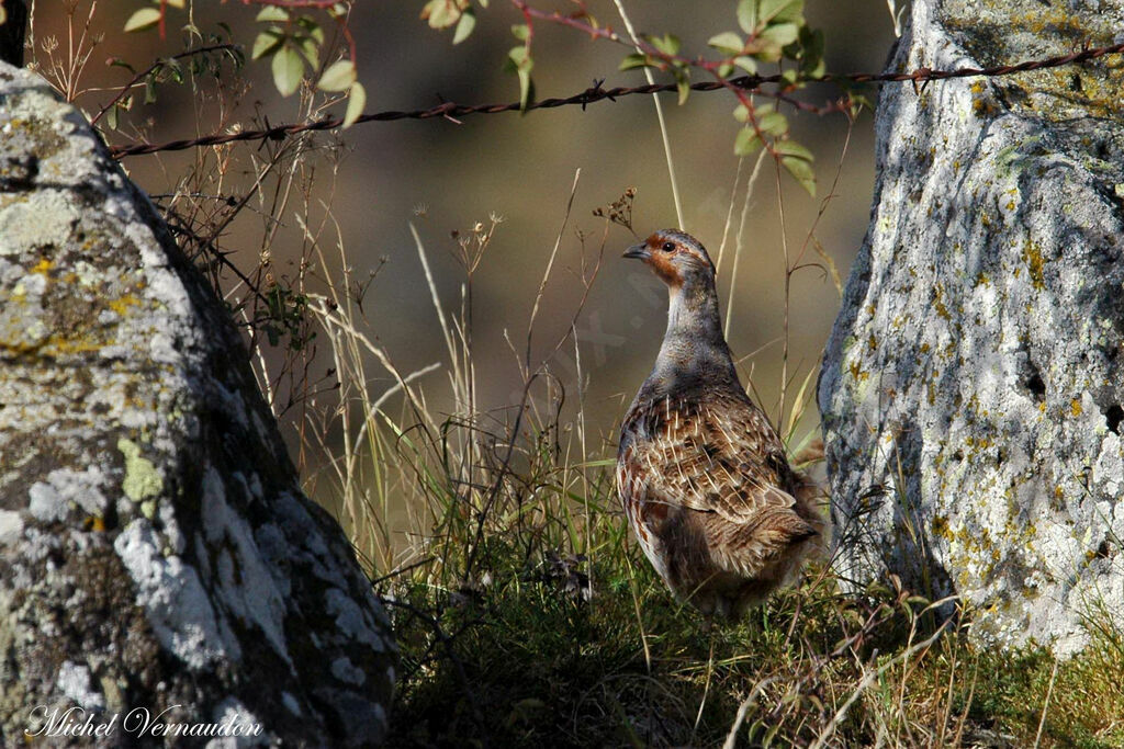 Grey Partridge