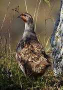 Grey Partridge