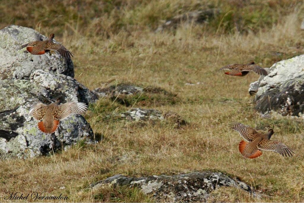 Grey Partridge