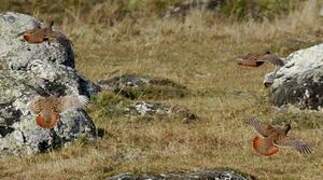 Grey Partridge