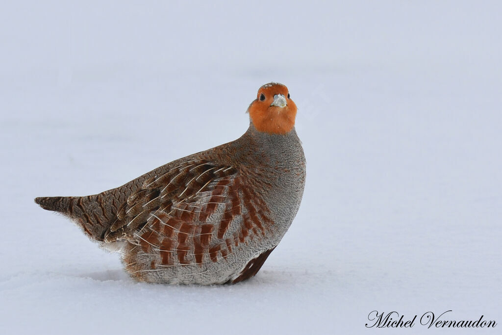 Grey Partridge