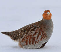 Grey Partridge