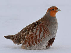 Grey Partridge