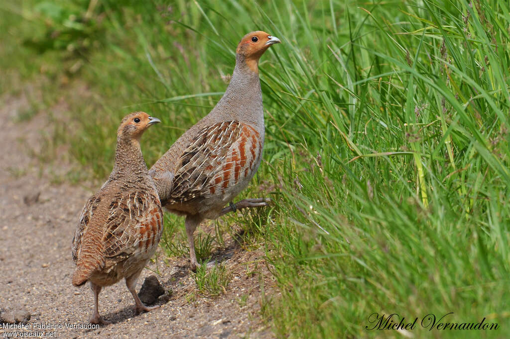 Grey Partridgeadult, Behaviour