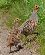 Grey Partridge