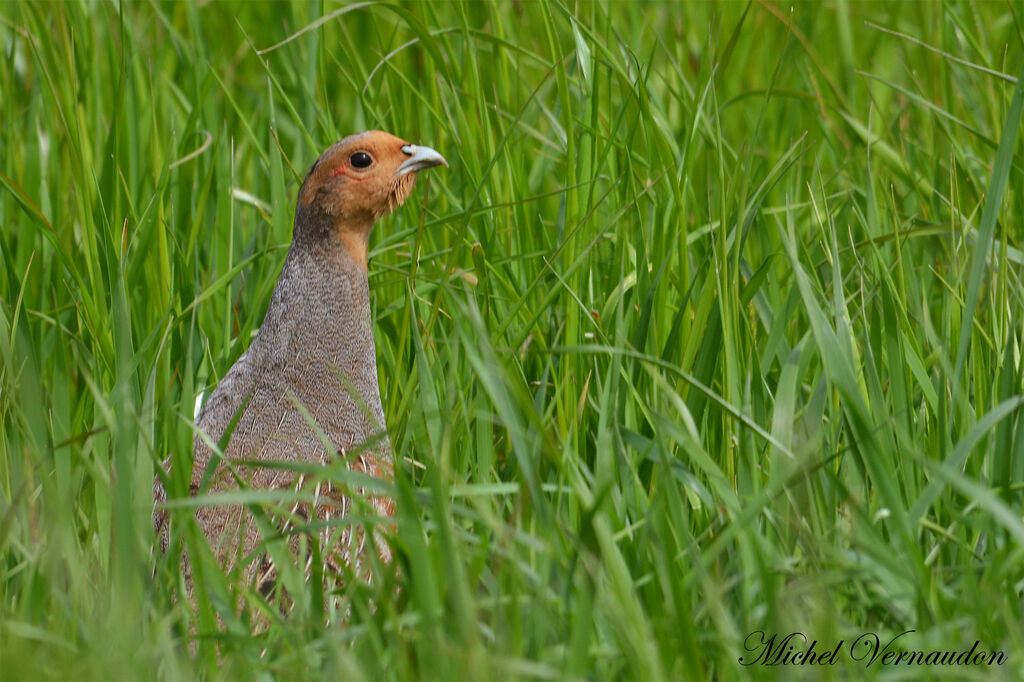 Grey Partridge