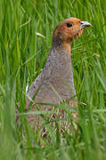 Grey Partridge