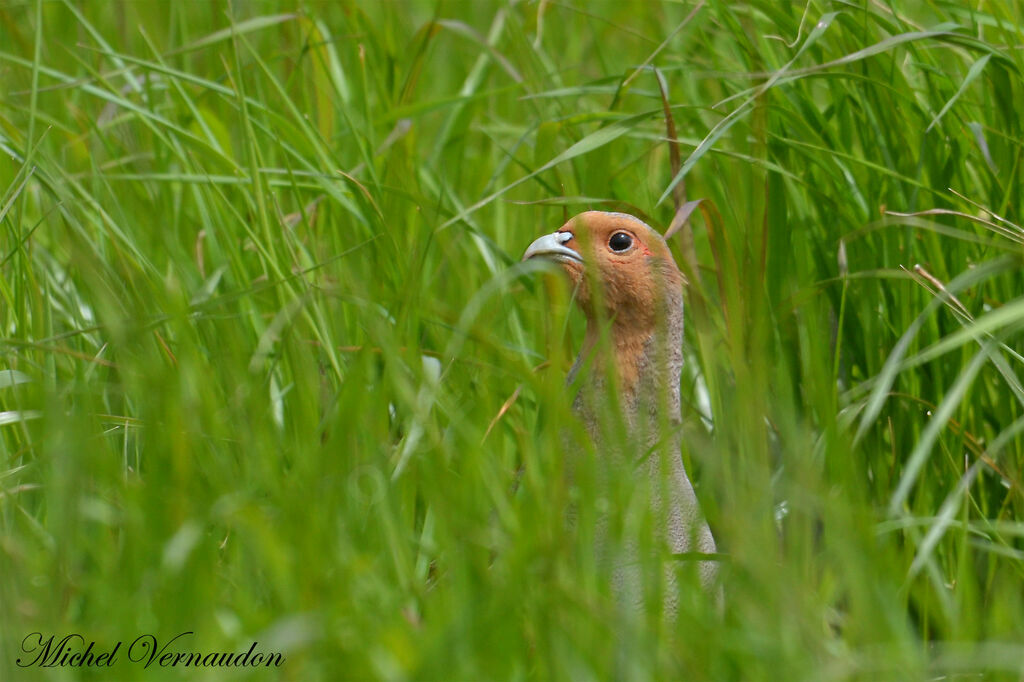 Grey Partridge