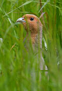 Grey Partridge