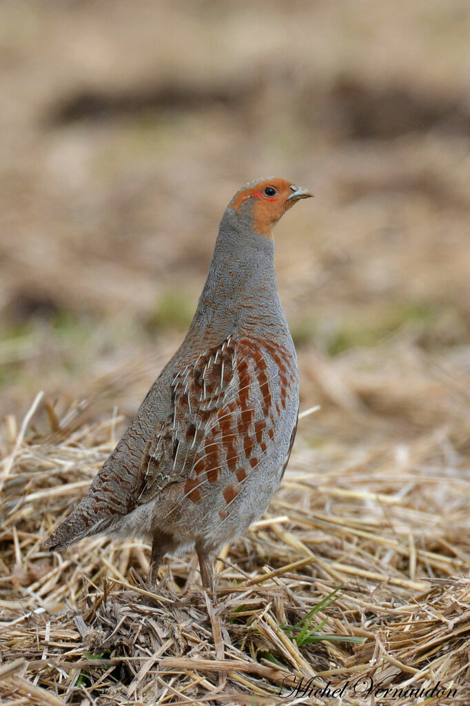 Grey Partridge