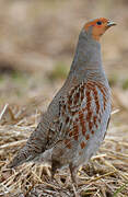 Grey Partridge