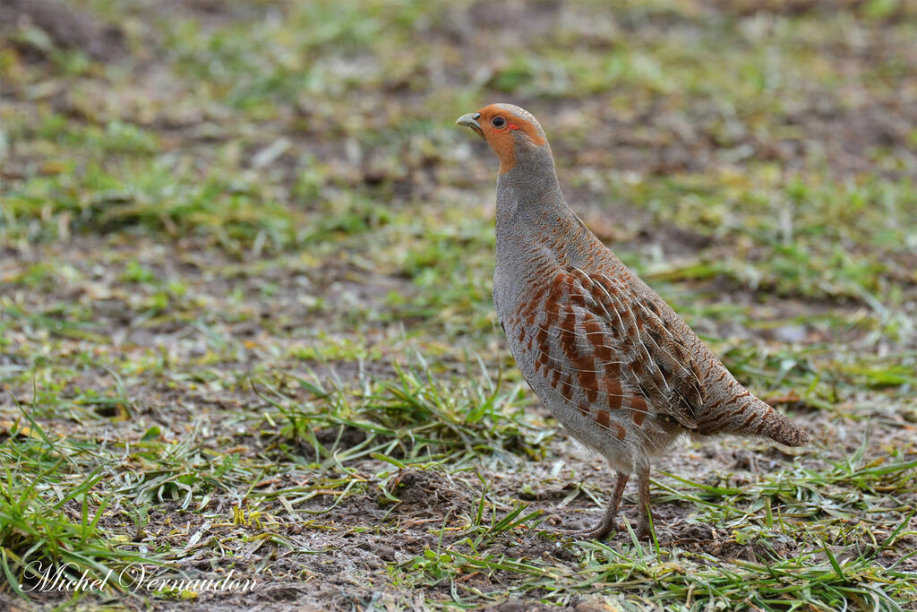 Grey Partridge