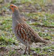 Grey Partridge