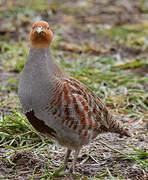 Grey Partridge