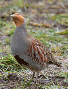 Grey Partridge