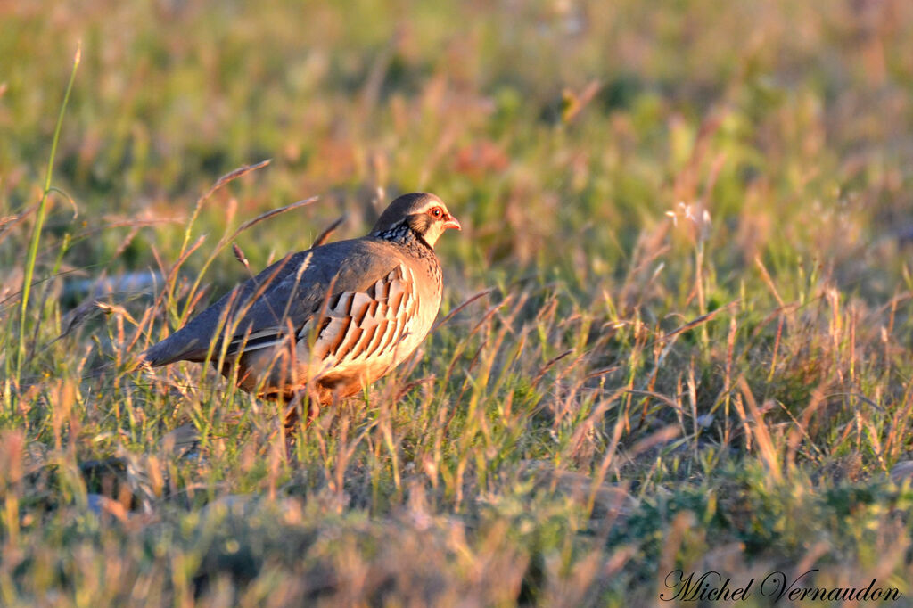 Red-legged Partridge