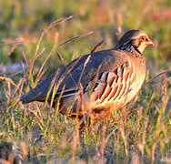 Red-legged Partridge