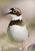 Little Ringed Plover