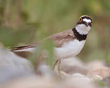 Little Ringed Plover