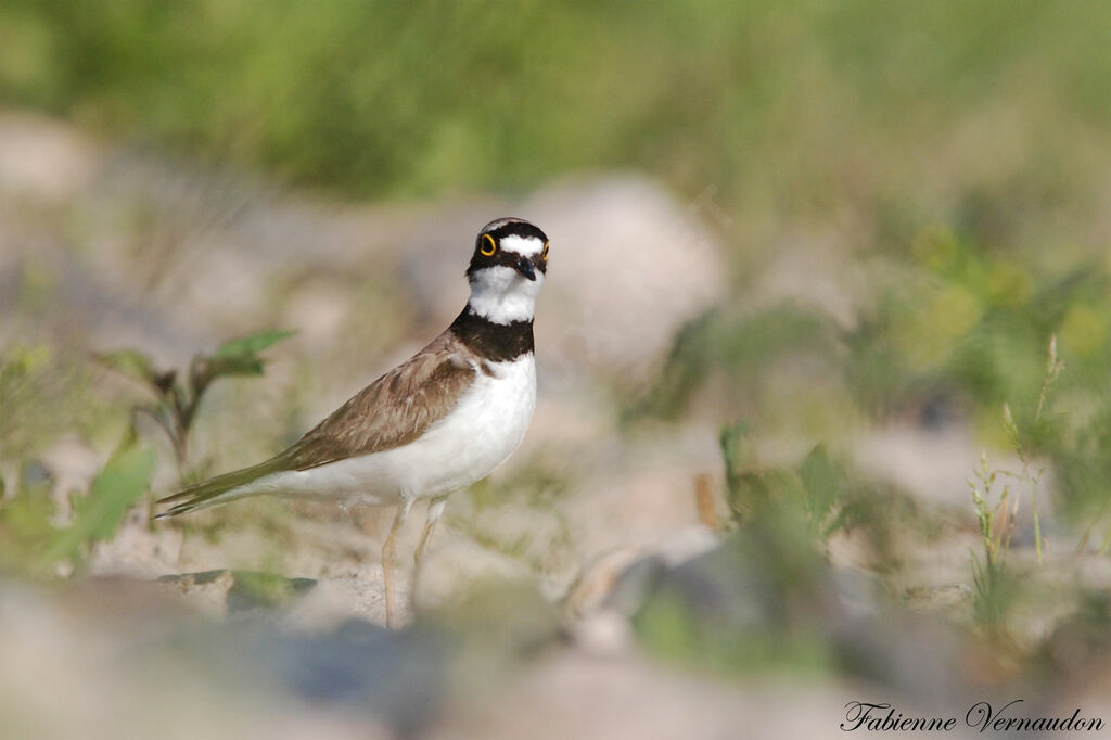 Little Ringed Ploveradult