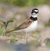 Little Ringed Plover