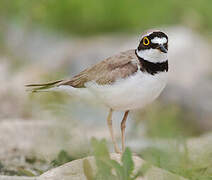 Little Ringed Plover