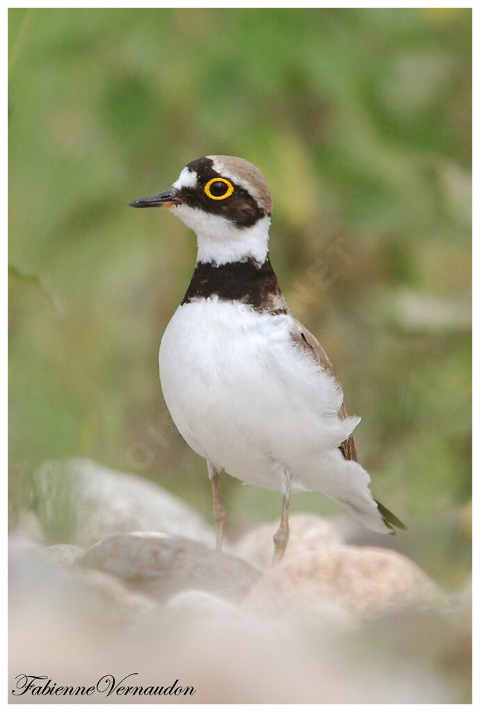 Little Ringed Ploveradult