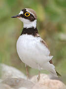 Little Ringed Plover