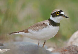 Little Ringed Plover