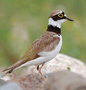 Little Ringed Plover