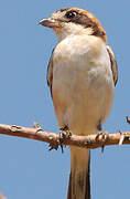 Woodchat Shrike