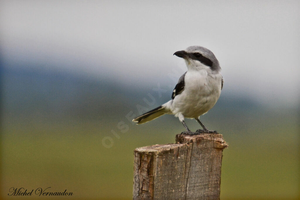 Great Grey Shrike