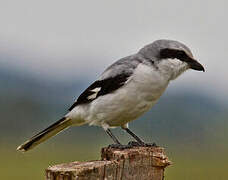 Great Grey Shrike