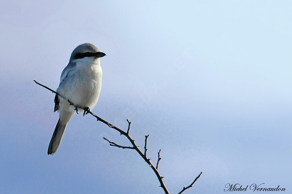 Great Grey Shrike