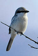 Great Grey Shrike