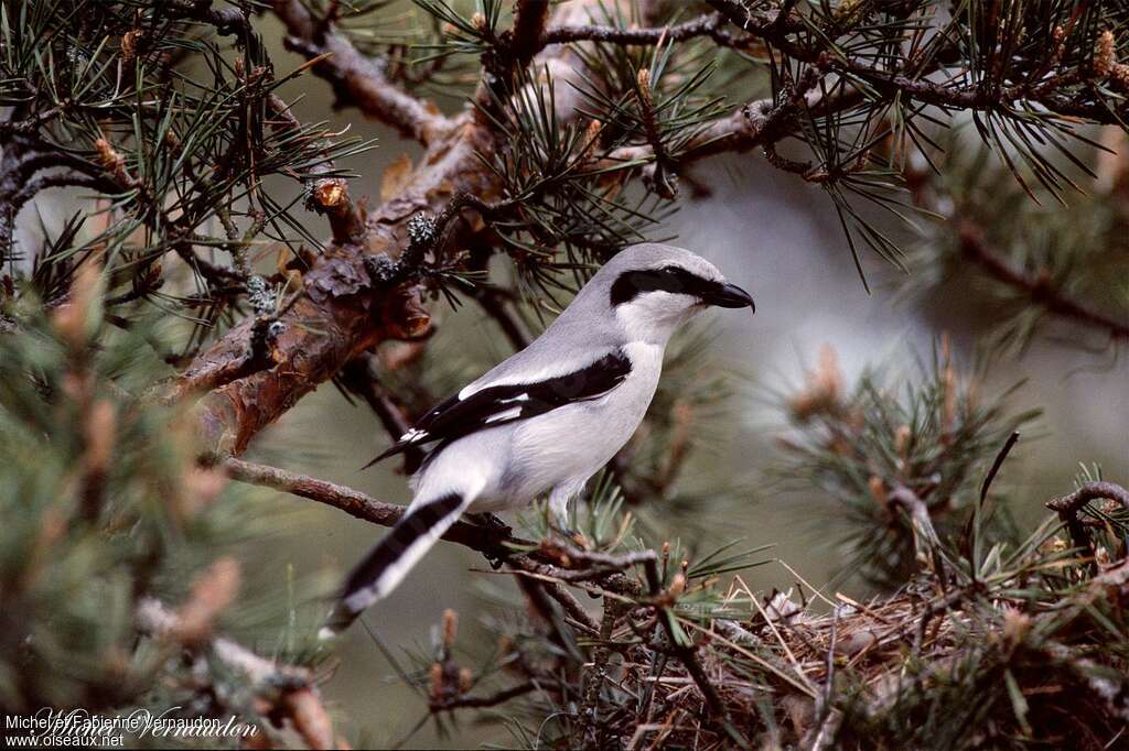 Great Grey Shrike