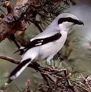 Great Grey Shrike