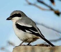 Great Grey Shrike