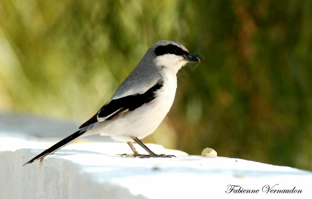 Great Grey Shrike