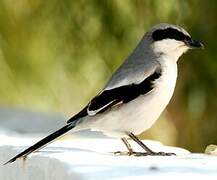 Great Grey Shrike