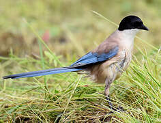 Iberian Magpie