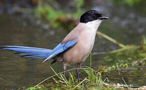 Iberian Magpie