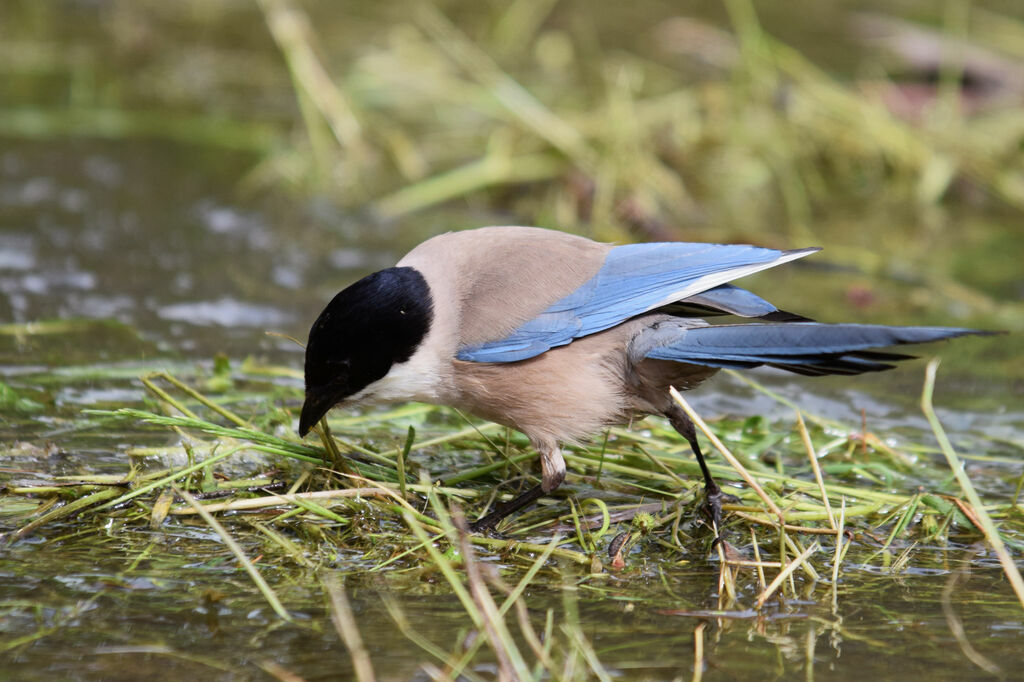 Iberian Magpie