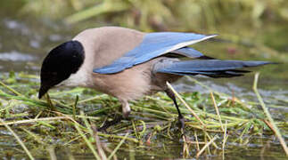 Iberian Magpie