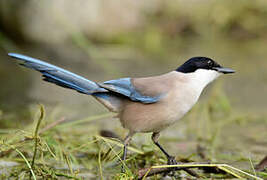 Iberian Magpie