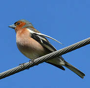 Eurasian Chaffinch