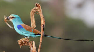 Abyssinian Roller